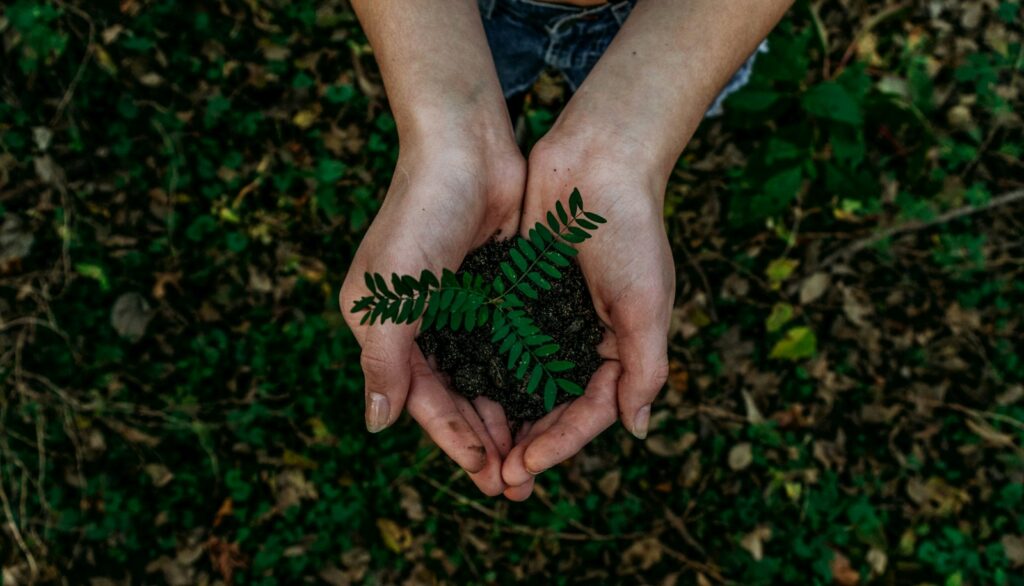 Hands cradling a seedling