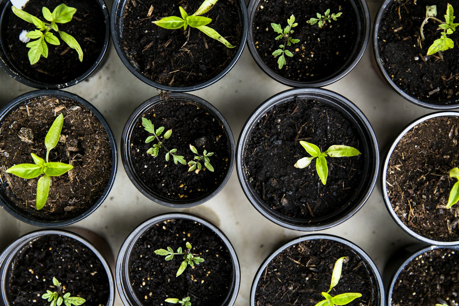 Seedling trays from above